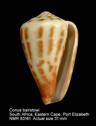Conus bairstowi (3).jpg - Conus bairstowiG.B.Sowerby,1889